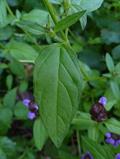 Prunella vulgaris